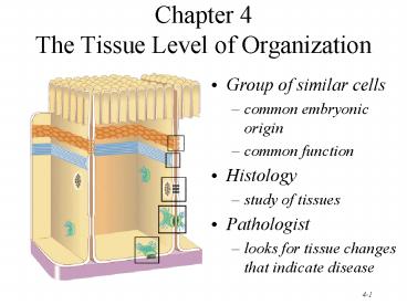 Chapter 4 The Tissue Level of Organization
