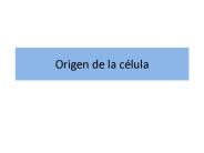 Origen de la c