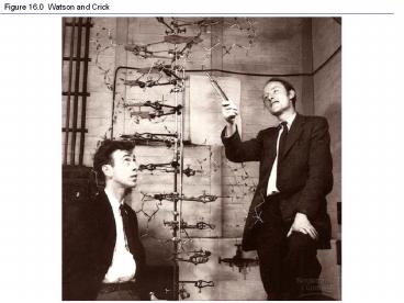 Figure 16.0 Watson and Crick
