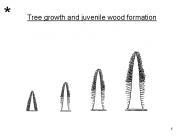 Tree growth and juvenile wood formation