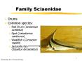 Family Sciaenidae PowerPoint PPT Presentation