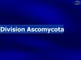 Division Ascomycota PowerPoint PPT Presentation