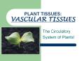 PLANT TISSUES: VASCULAR TISSUES PowerPoint PPT Presentation