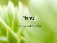 Plants
