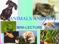 ANIMALS AND PETS PowerPoint PPT Presentation