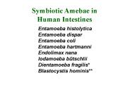Symbiotic Amebae in Human Intestines