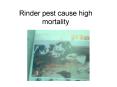 Rinder pest cause high mortality PowerPoint PPT Presentation