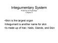 Integumentary System Anatomy PowerPoint PPT Presentation