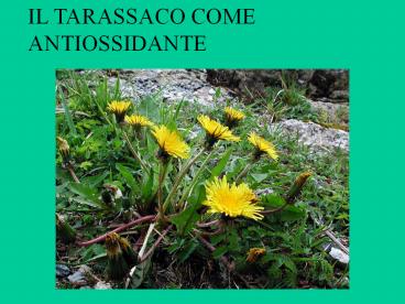 IL TARASSACO COME ANTIOSSIDANTE