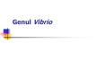 Genul Vibrio PowerPoint PPT Presentation
