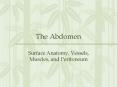 The Abdomen PowerPoint PPT Presentation