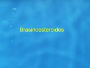 Diapositiva 1