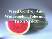 Weed Control And Watermelon Tolerance To SANDEA