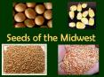 Seeds of the Midwest PowerPoint PPT Presentation
