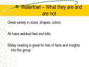Waterfowl 