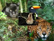 The Tropical Rainforest