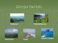 Georgia Habitats PowerPoint PPT Presentation