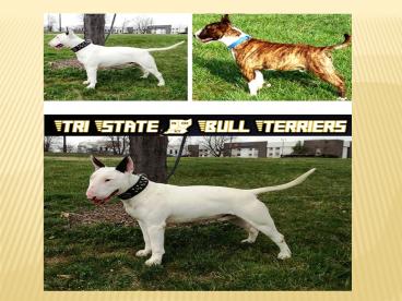 Bull Terrier Puppies for Sale Pennsylvania