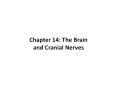 Chapter 14: The Brain and Cranial Nerves PowerPoint PPT Presentation
