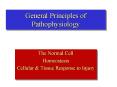 General Principles of Pathophysiology PowerPoint PPT Presentation