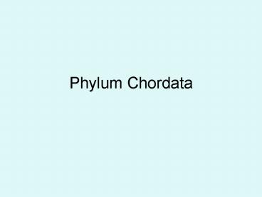 Phylum Chordata