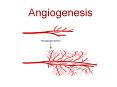 Angiogenesis PowerPoint PPT Presentation