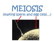 MEIOSIS (making sperm and egg cells