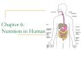 Chapter 6: Nutrition in Humans PowerPoint PPT Presentation
