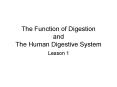 The Function of Digestion and The Human Digestive System PowerPoint PPT Presentation
