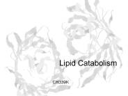 Lipid Catabolism