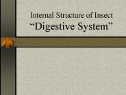 Internal Structure of Insect 