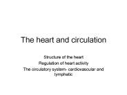 The heart and circulation