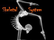 Skeletal   System