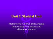 Unit 2: Skeletal Unit
