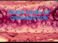 TISSUE LEVEL OF ORGANIZATION PowerPoint PPT Presentation
