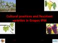 Cultural practices and Resistant varieties in Grapes IPM PowerPoint PPT Presentation