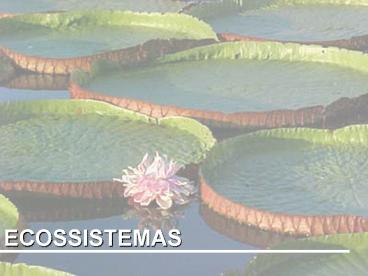 ECOSSISTEMAS