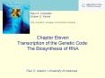 Chapter Eleven Transcription of the Genetic Code: The Biosynthesis of RNA PowerPoint PPT Presentation
