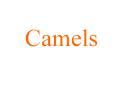 Camels PowerPoint PPT Presentation