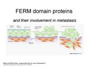 FERM domain proteins