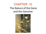 The Nature of the Gene