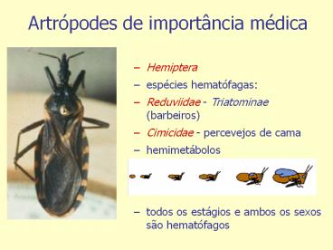 Hemiptera