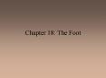 Chapter 18: The Foot PowerPoint PPT Presentation