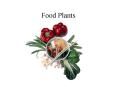 Food Plants PowerPoint PPT Presentation