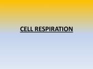 CELL RESPIRATION