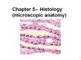 Chapter 5-- Histology (microscopic anatomy) PowerPoint PPT Presentation