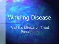 Whirling Disease PowerPoint PPT Presentation
