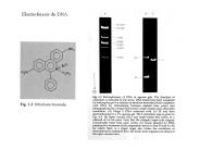 Electroforesis de DNA