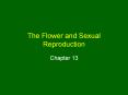 The%20Flower%20and%20Sexual%20Reproduction PowerPoint PPT Presentation