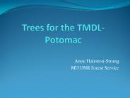 Trees for the TMDL-Potomac